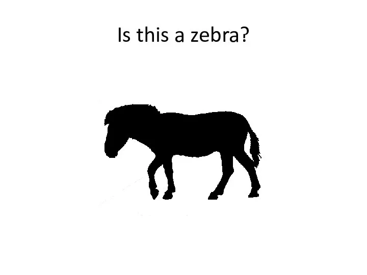 Is this a zebra?