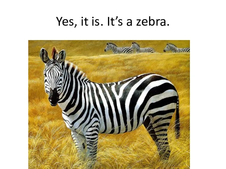 Yes, it is. It’s a zebra.
