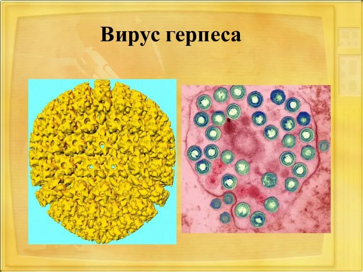 Вирус герпеса