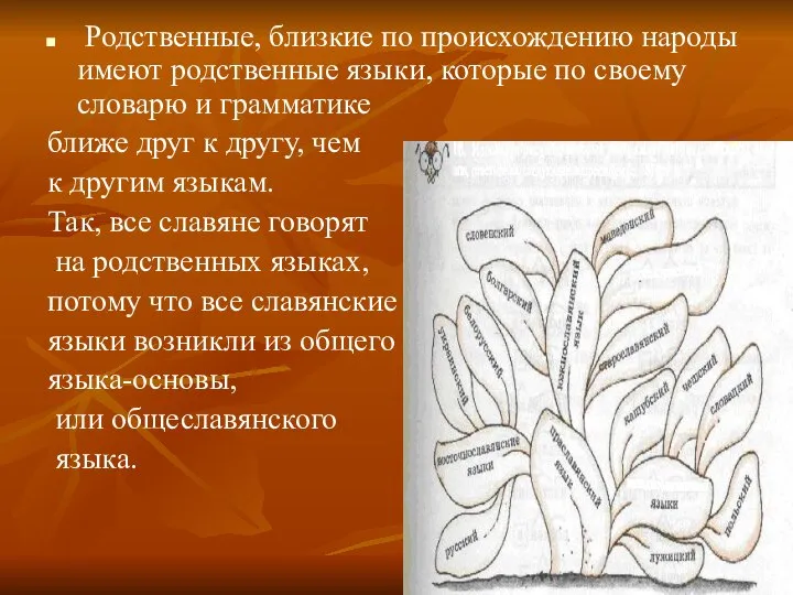 Родственные, близкие по происхождению народы имеют родственные языки, которые по своему словарю