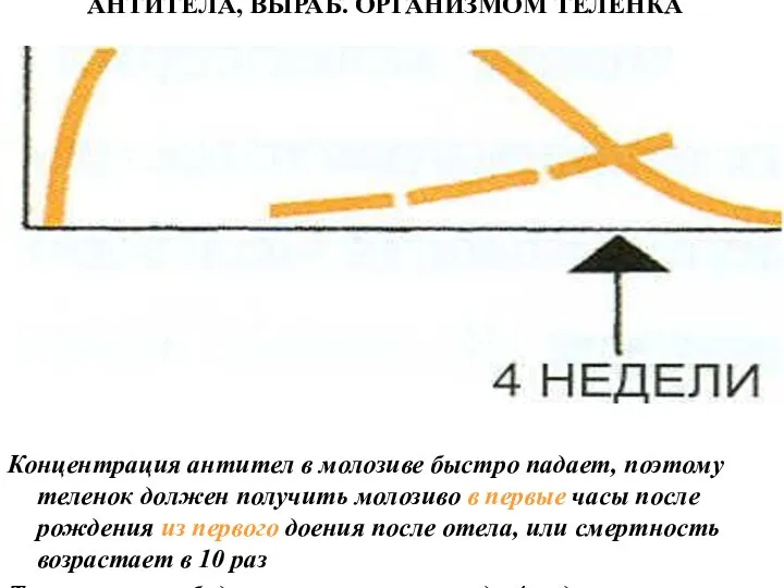 АНТИТЕЛА, ВЫРАБ. ОРГАНИЗМОМ ТЕЛЕНКА