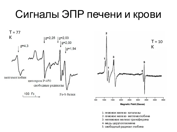 Сигналы ЭПР печени и крови 1- гемовое железо каталазы 2- гемовое железо