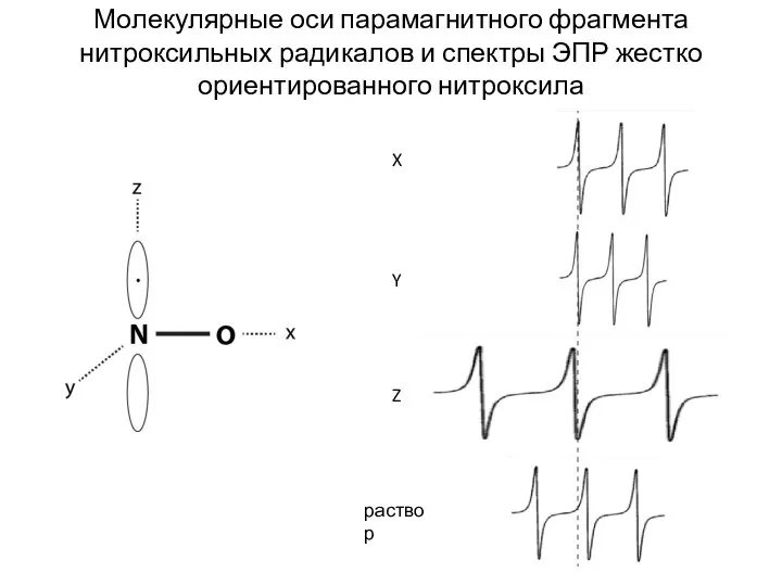 Молекулярные оси парамагнитного фрагмента нитроксильных радикалов и спектры ЭПР жестко ориентированного нитроксила X Y Z раствор