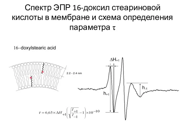 Спектр ЭПР 16-доксил стеариновой кислоты в мембране и схема определения параметра τ
