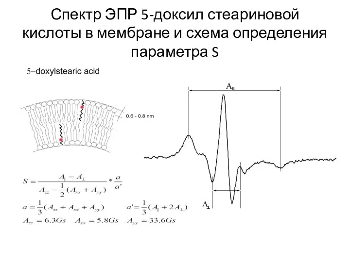 Спектр ЭПР 5-доксил стеариновой кислоты в мембране и схема определения параметра S