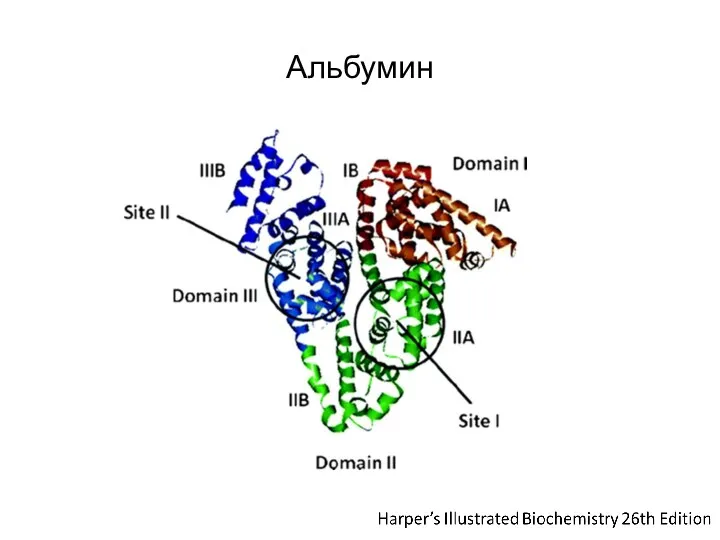 Альбумин