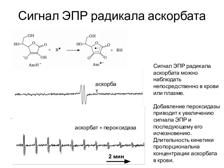 Сигнал ЭПР радикала аскорбата Сигнал ЭПР радикала аскорбата можно наблюдать непосредственно в