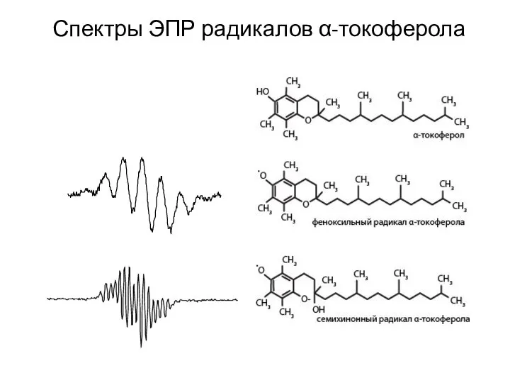 Спектры ЭПР радикалов α-токоферола