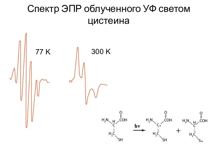 Спектр ЭПР облученного УФ светом цистеина hν