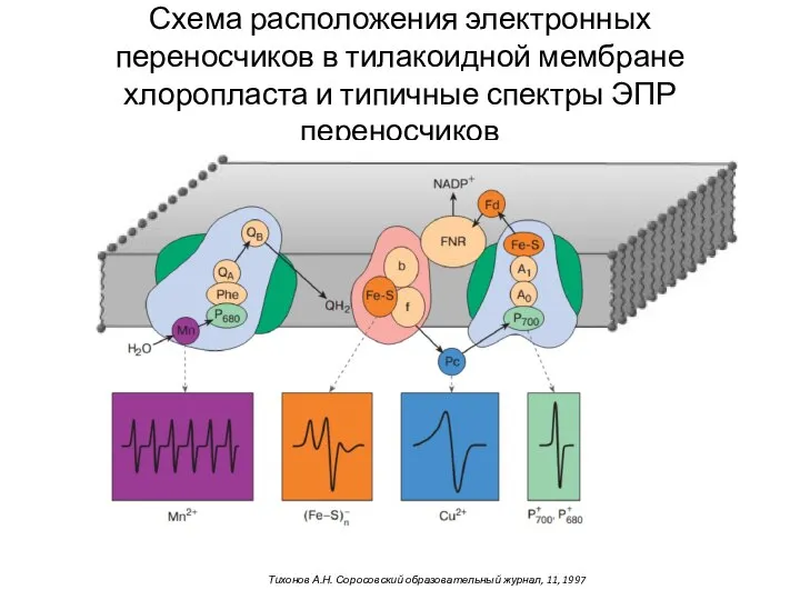 Схема расположения электронных переносчиков в тилакоидной мембране хлоропласта и типичные спектры ЭПР