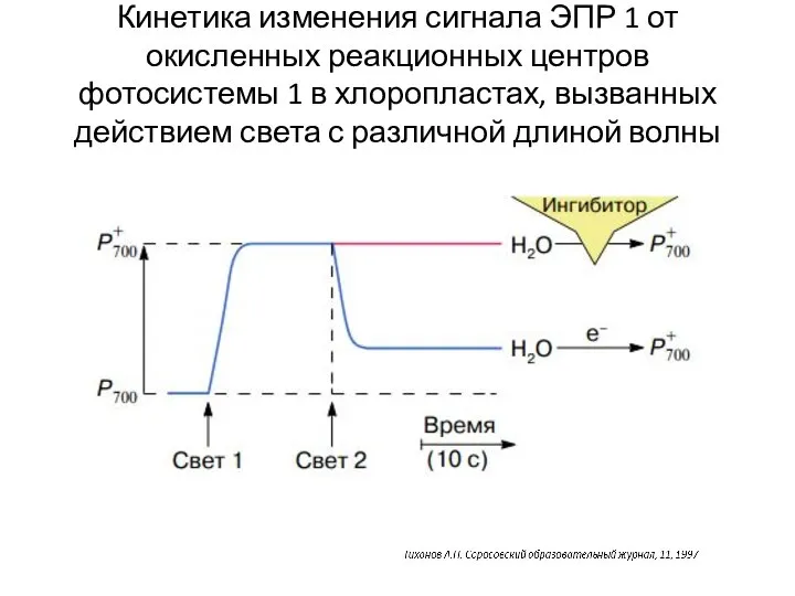 Кинетика изменения сигнала ЭПР 1 от окисленных реакционных центров фотосистемы 1 в