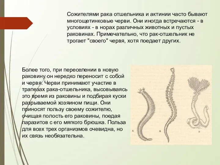 Сожителями рака отшельника и актинии часто бывают многощетинковые черви. Они иногда встречаются