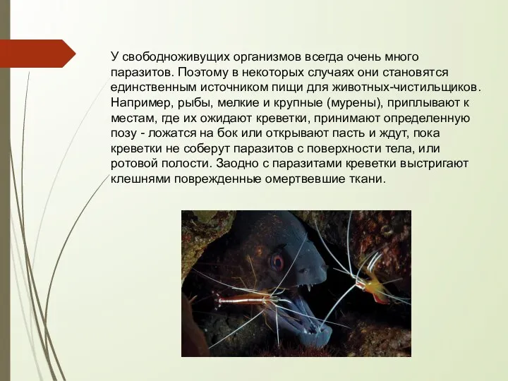 У свободноживущих организмов всегда очень много паразитов. Поэтому в некоторых случаях они