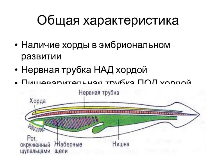 Общая характеристика Наличие хорды в эмбриональном развитии Нервная трубка НАД хордой Пищеварительная трубка ПОД хордой