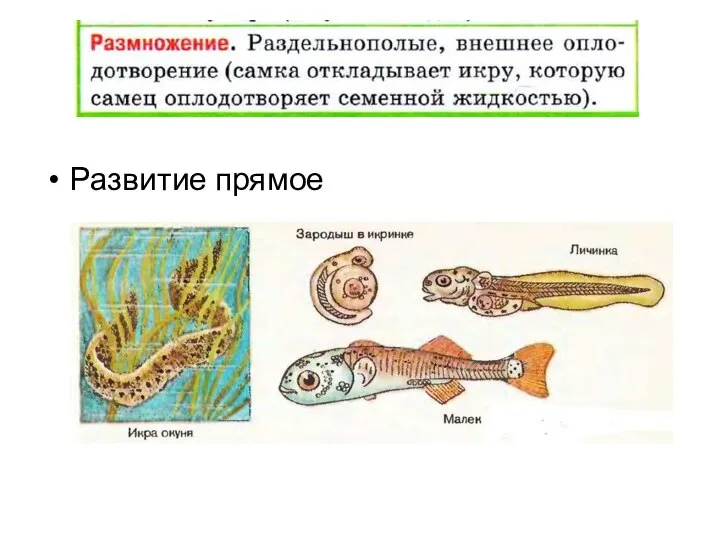 Развитие прямое