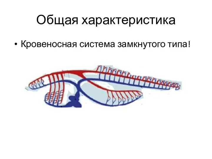 Общая характеристика Кровеносная система замкнутого типа!