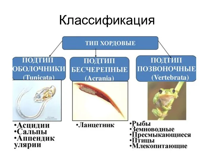 Классификация