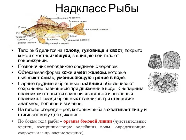 Надкласс Рыбы Тело рыб делится на голову, туловище и хвост, покрыто кожей