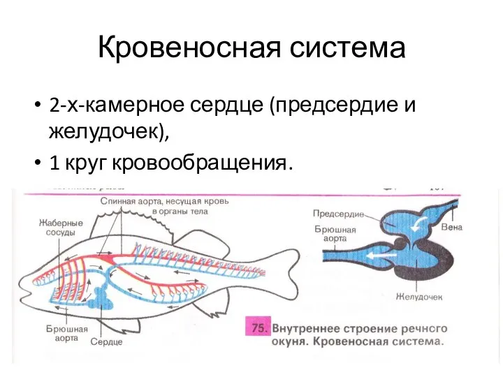 Кровеносная система 2-х-камерное сердце (предсердие и желудочек), 1 круг кровообращения.