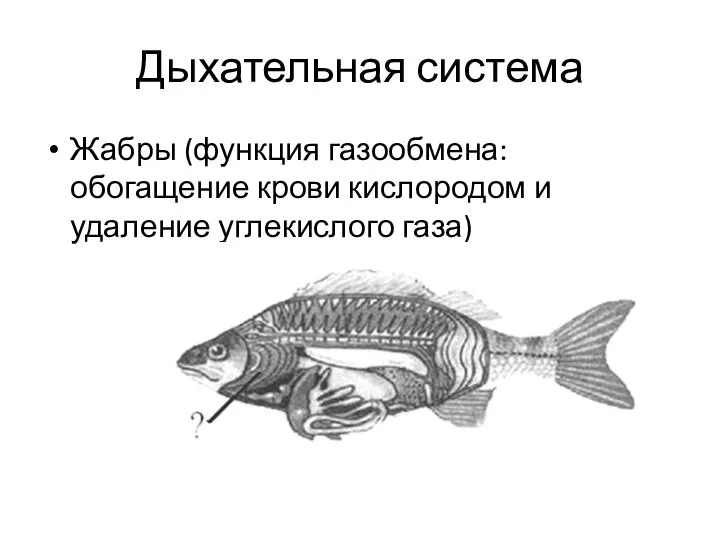 Дыхательная система Жабры (функция газообмена: обогащение крови кислородом и удаление углекислого газа)