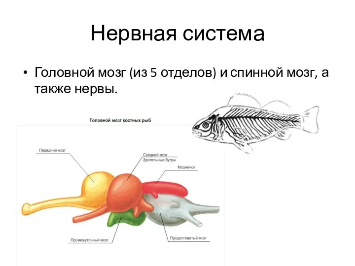 Нервная система Головной мозг (из 5 отделов) и спинной мозг, а также нервы.