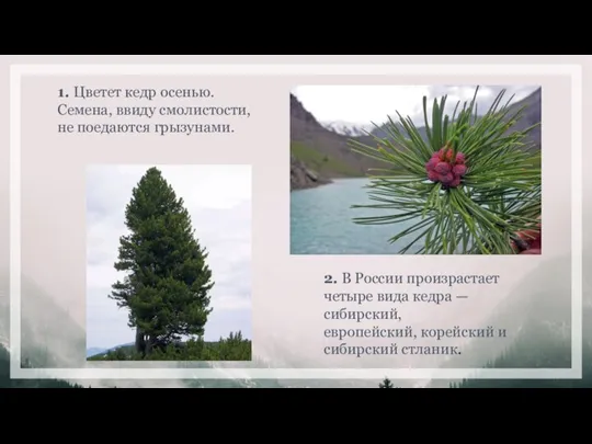 1. Цветет кедр осенью. Семена, ввиду смолистости, не поедаются грызунами. 2. В