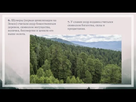 6. Шумеры (первая цивилизация на Земле) считали кедр божественным деревом, символом могущества,