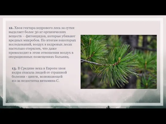 12. Хвоя гектара кедрового леса за сутки выделяет более 30 кг органических