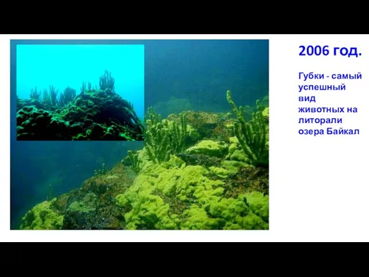 2006 год. Губки - самый успешный вид животных на литорали озера Байкал