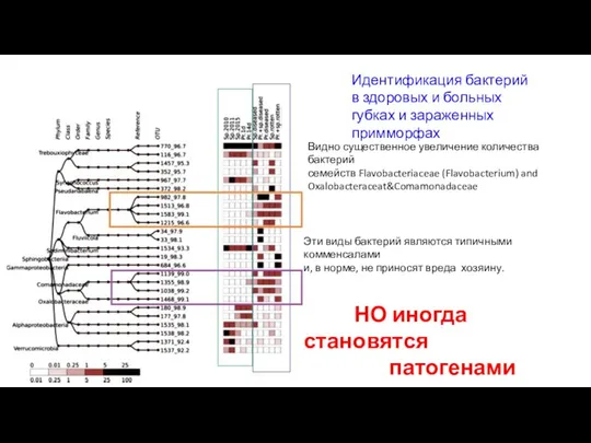 Идентификация бактерий в здоровых и больных губках и зараженных примморфах Видно существенное