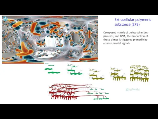 Extracellular polymeric substance (EPS) Composed mainly of polysaccharides, proteins, and DNA, the