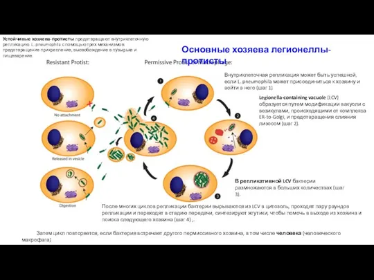 Устойчивые хозяева-протисты предотвращают внутриклеточную репликацию L. pneumophila с помощью трех механизмов: предотвращение