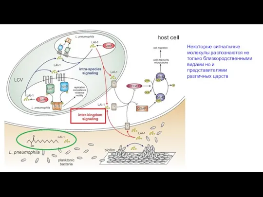 Некоторые сигнальные молекулы распознаются не только близкородственными видами но и представителями различных царств