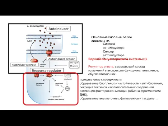 Основные базовые белки системы QS Синтаза автоиндуктора Сенсор автоиндуктора Регулятор ответа Вариабельные