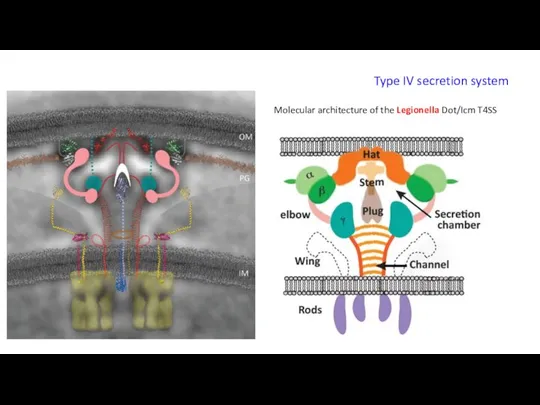 Molecular architecture of the Legionella Dot/Icm T4SS Type IV secretion system