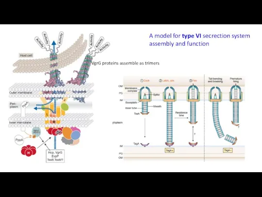 A model for type VI secrection system assembly and function VgrG proteins assemble as trimers