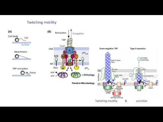 Twitching motility Twitching motility & secretion