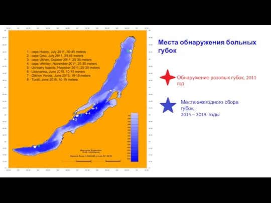 Места обнаружения больных губок Обнаружение розовых губок, 2011 год Места ежегодного сбора