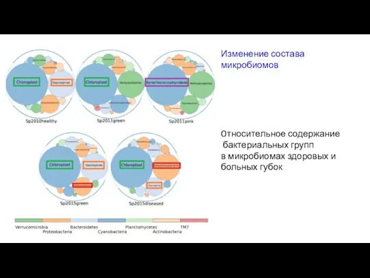 Oтносительное содержание бактериальных групп в микробиомах здоровых и больных губок Изменение состава микробиомов