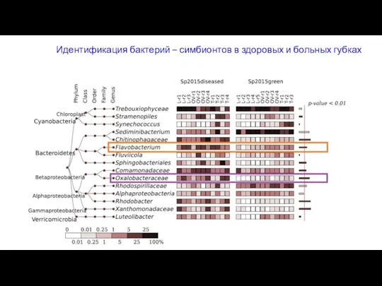 Идентификация бактерий – симбионтов в здоровых и больных губках