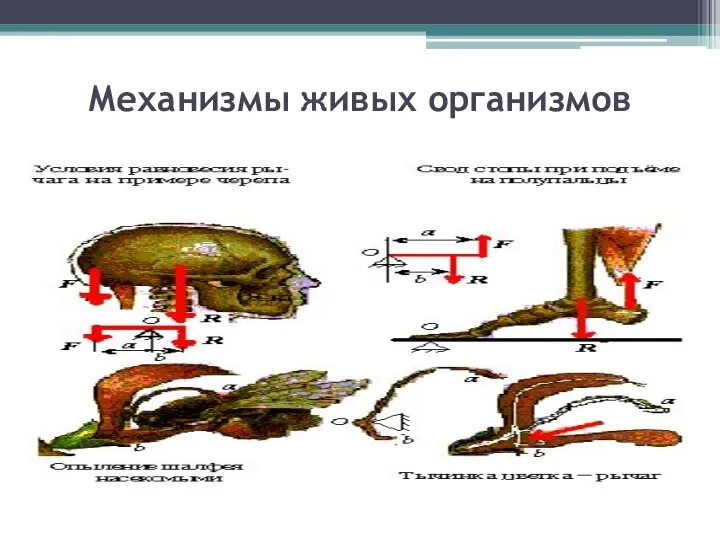 Механизмы живых организмов