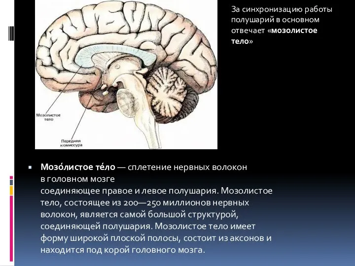 Мозо́листое те́ло — сплетение нервных волокон в головном мозге соединяющее правое и