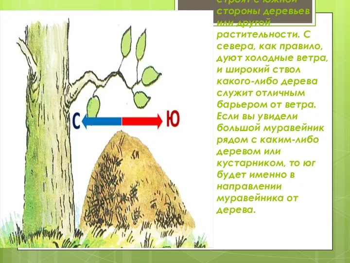 Так как муравьи предпочитают тепло, то муравейники они строят с южной стороны