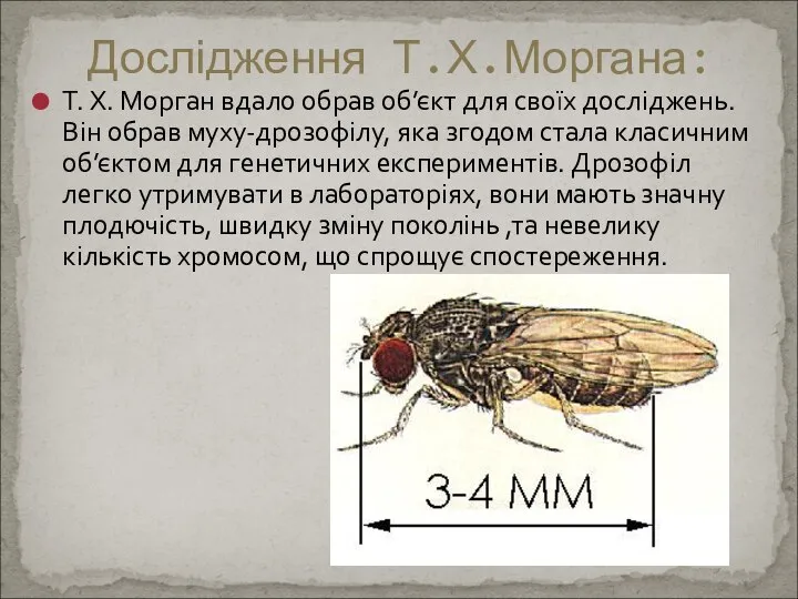 Т. X. Морган вдало обрав об’єкт для своїх досліджень. Він обрав муху-дрозофілу,