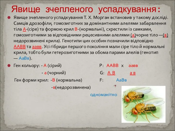 Явище зчепленого успадкування Т. X. Морган встановив у тако­му досліді. Самців дрозофіли,