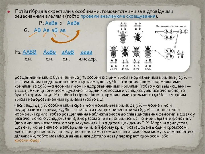 Потім гібридів схрестили з особинами, гомозиготними за відповідними рецесивними алелями (тобто провели