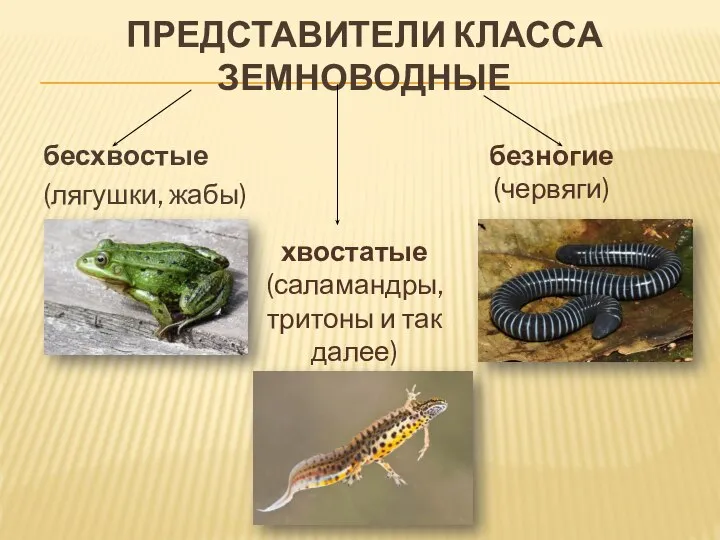 ПРЕДСТАВИТЕЛИ КЛАССА ЗЕМНОВОДНЫЕ бесхвостые (лягушки, жабы) хвостатые (саламандры, тритоны и так далее) безногие (червяги)