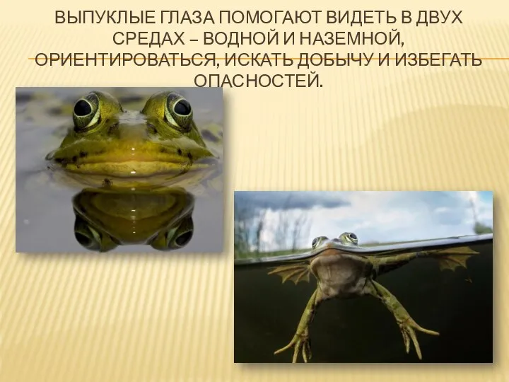 ВЫПУКЛЫЕ ГЛАЗА ПОМОГАЮТ ВИДЕТЬ В ДВУХ СРЕДАХ – ВОДНОЙ И НАЗЕМНОЙ, ОРИЕНТИРОВАТЬСЯ,