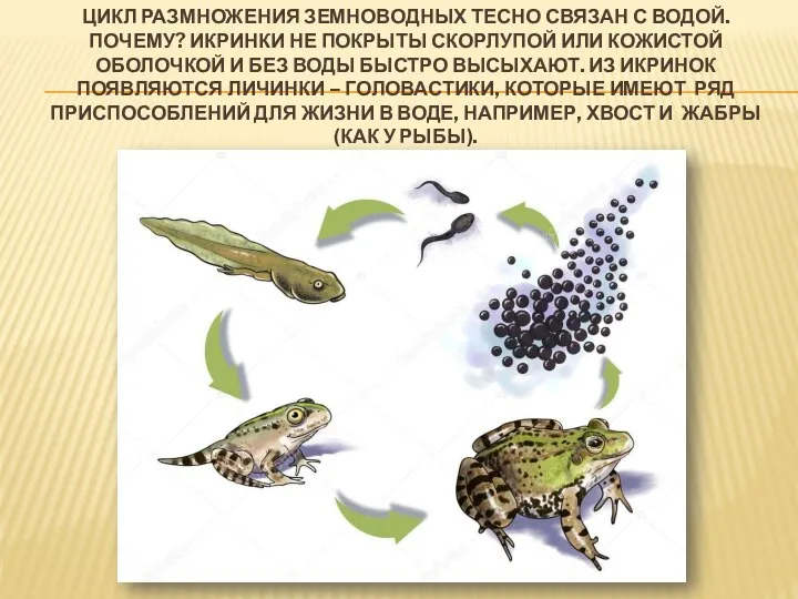 ЦИКЛ РАЗМНОЖЕНИЯ ЗЕМНОВОДНЫХ ТЕСНО СВЯЗАН С ВОДОЙ. ПОЧЕМУ? ИКРИНКИ НЕ ПОКРЫТЫ СКОРЛУПОЙ