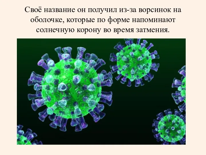 Своё название он получил из-за ворсинок на оболочке, которые по форме напоминают